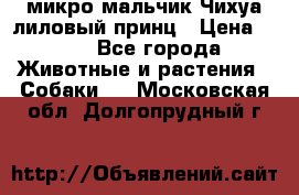 микро мальчик Чихуа лиловый принц › Цена ­ 90 - Все города Животные и растения » Собаки   . Московская обл.,Долгопрудный г.